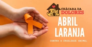 Abril Laranja: mês de conscientização contra crueldade animal