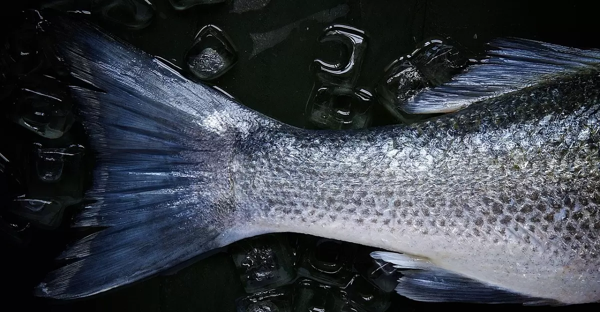 peixe-do-rio-doce-ainda-contaminado-nota-tecnica-da-anvisa-1